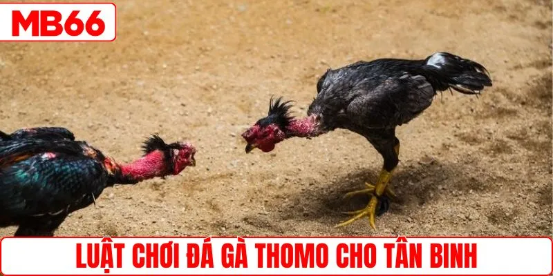Chia sẻ luật chơi đá gà Thomo cho tân binh