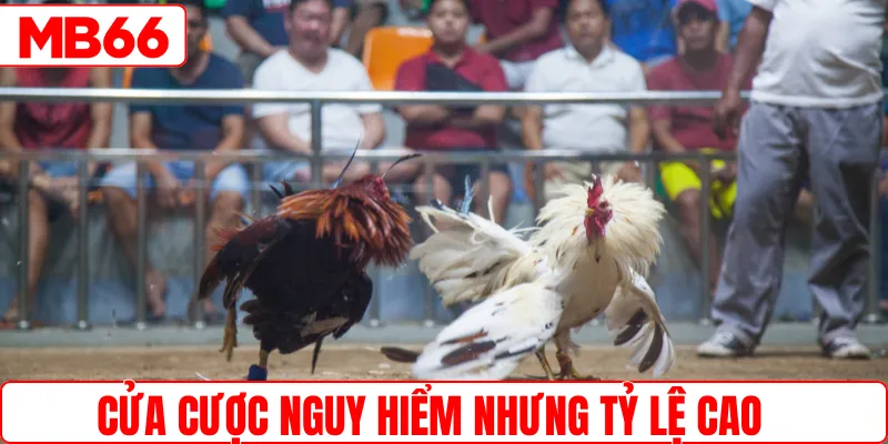 Cửa cược nguy hiểm nhưng tỷ lệ cao