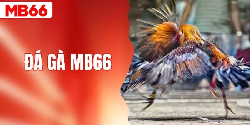 Đá Gà MB66 - Sân Chơi Soi Kèo Đá Gà Hấp Dẫn Nhất Hiện Nay