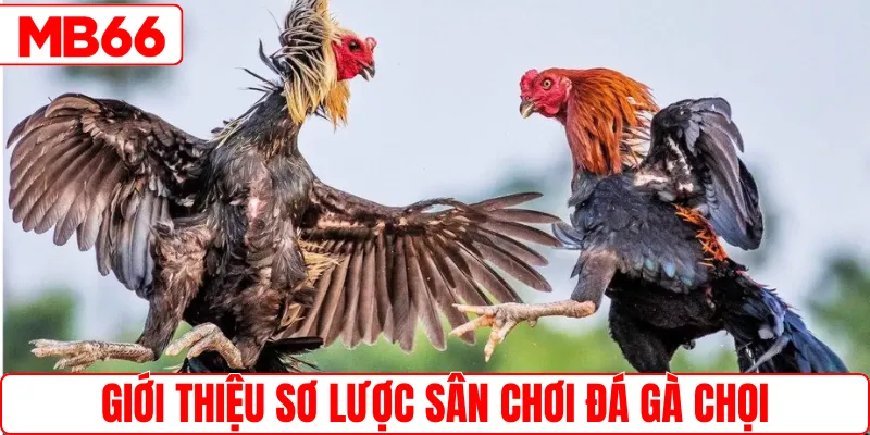 Giới thiệu sơ lược sân chơi đá gà chọi