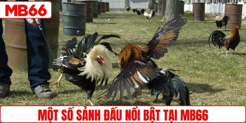 Một số sảnh đấu nổi bật tại MB66