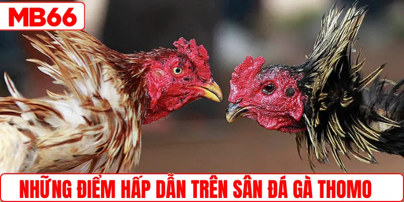 Những điểm hấp dẫn trên sân đá gà Thomo
