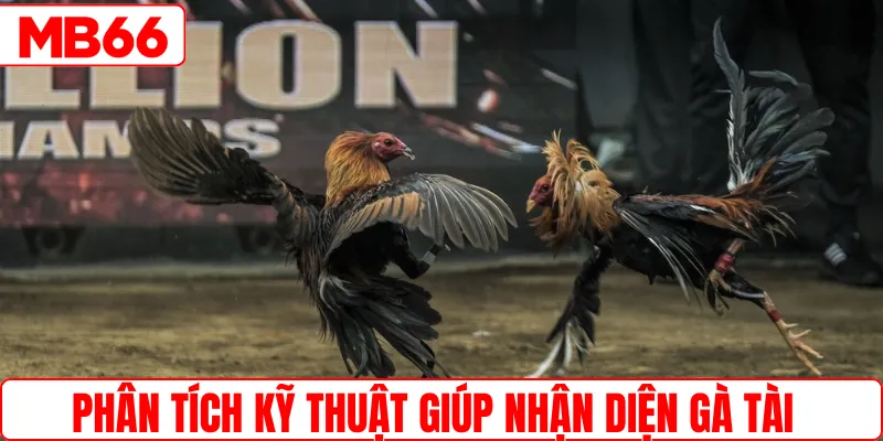 Phân tích kỹ thuật giúp nhận diện gà tài
