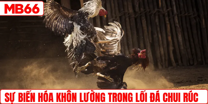 Sự biến hóa khôn lường trong lối đá chui rúc