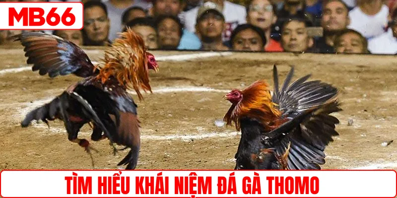 Tìm hiểu khái niệm đá gà Thomo